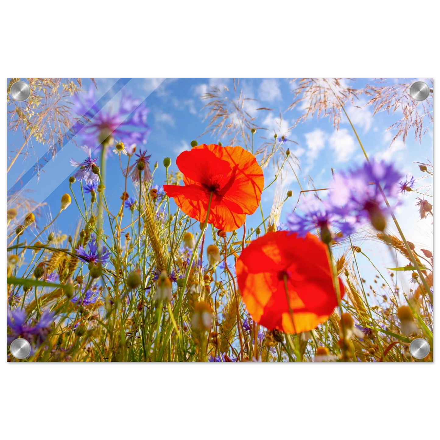 Wandbild lebendige wildblumenwiese mohnblumen kornblumen unter blauem himmel
