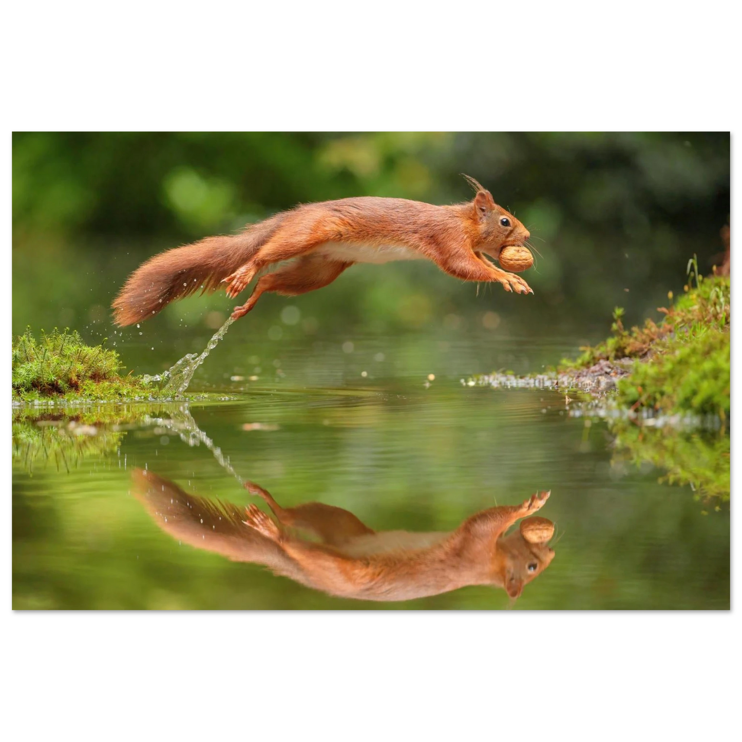 Wandbild Wandkunst eichhoernchens freudensprung dynamische naturkunst fuer ihr zuhause erhaeltlich in mehreren groessen