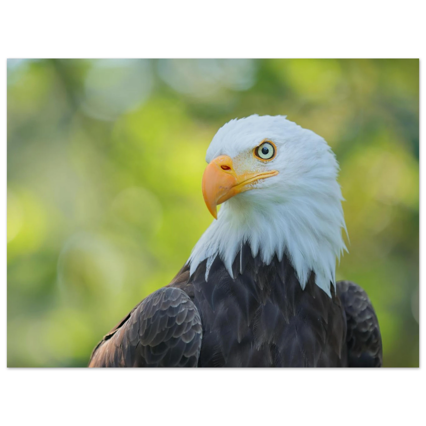 Wandbild majestaetischer weisskopfseeadler eine ode an die freiheit in ihrer wunschgroesse