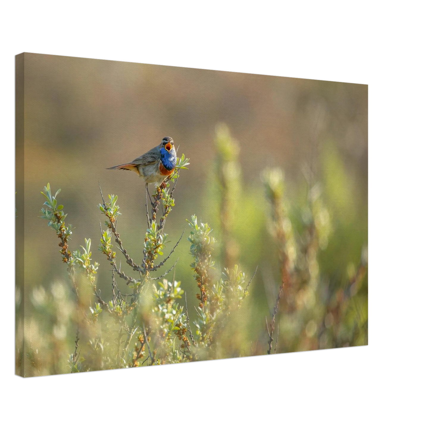 Wandbild blaukehlchen ein meisterwerk der natur auf leinwand in verschiedenen groessen erhaeltlich