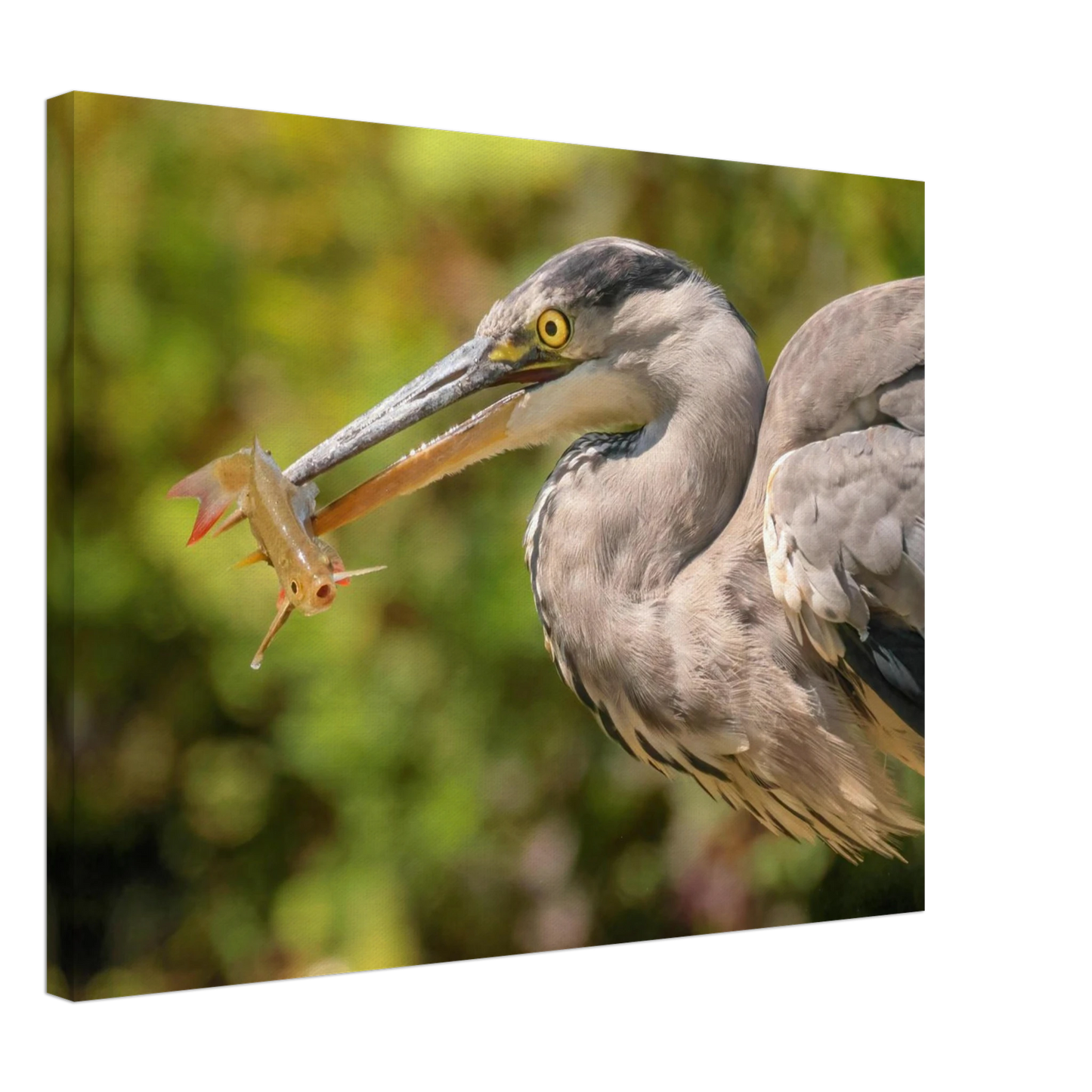 Wandbild graureiher mit fisch ein faszinierender moment in der natur verfuegbar in ihrer wunschgroesse