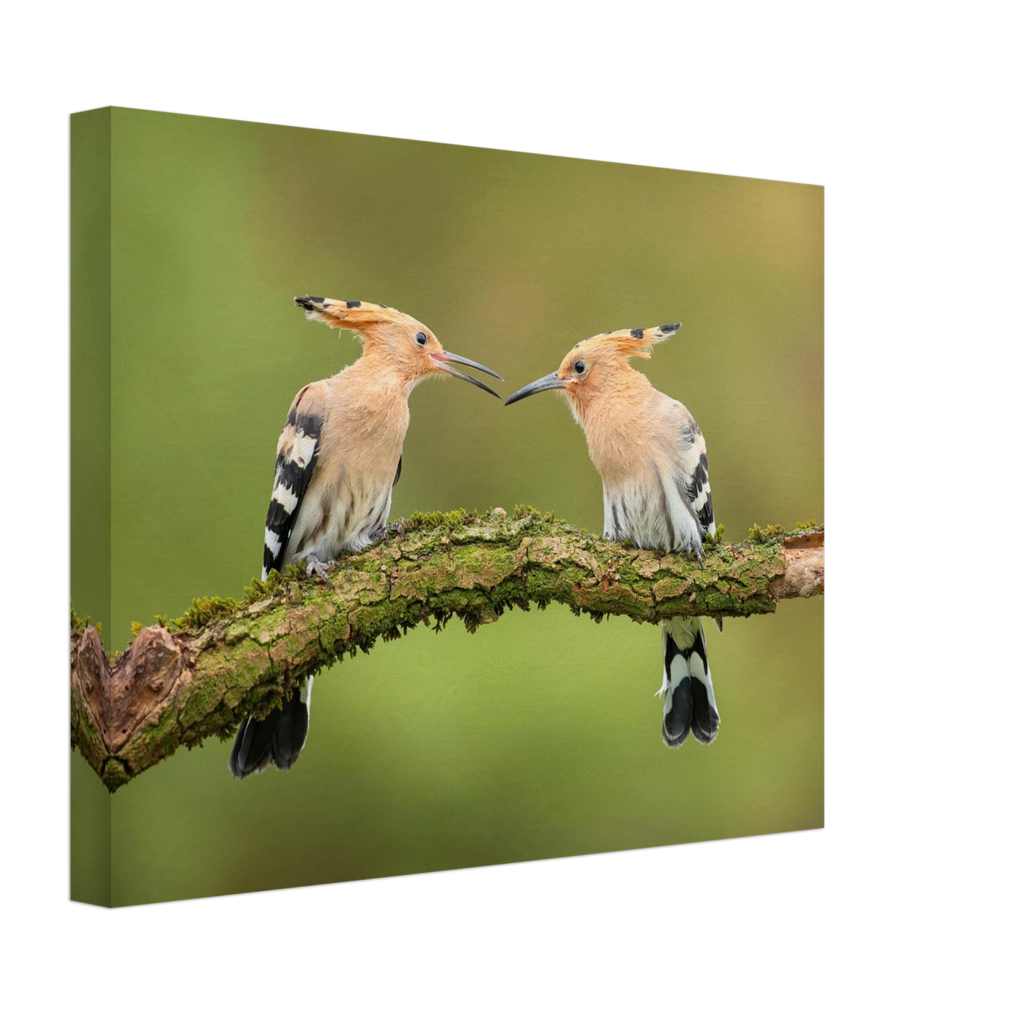 Wandbild bezaubernde wiedehopfe ein duo auf moosast in ihrer wunschgroesse