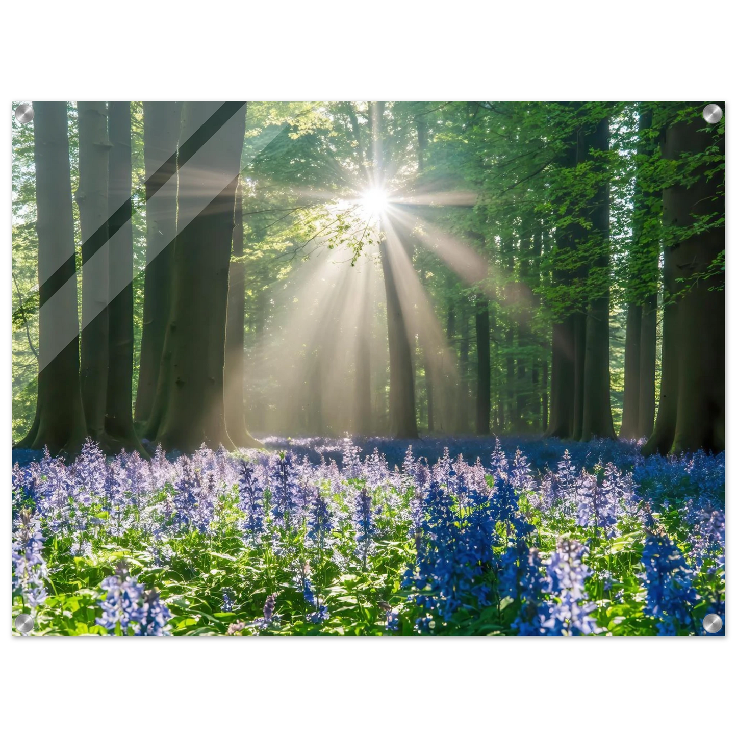 Wandbild bezaubernder wald mit sonnenstrahlen und lila bluetenmeer dein stueck natur