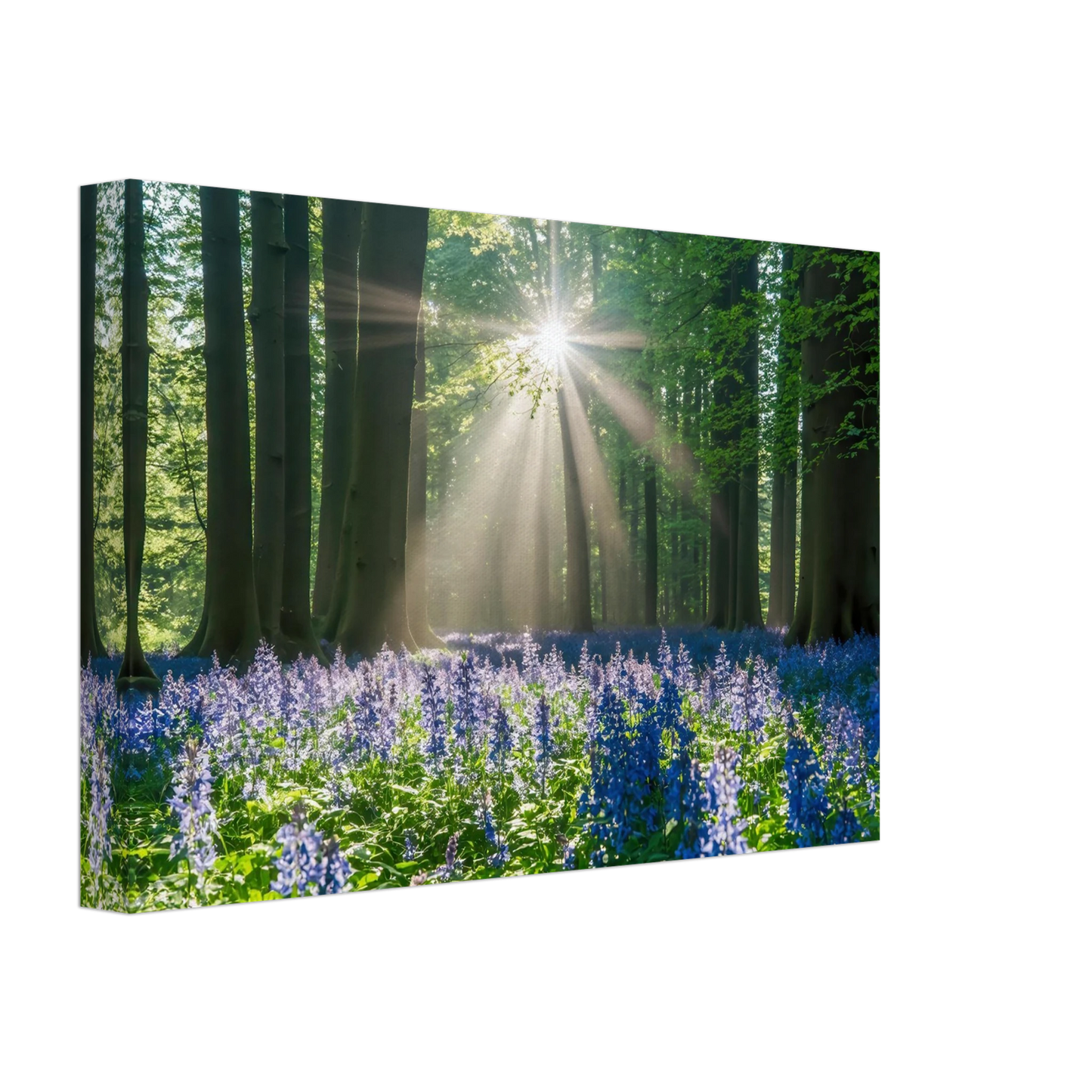 Wandbild bezaubernder wald mit sonnenstrahlen und lila bluetenmeer dein stueck natur