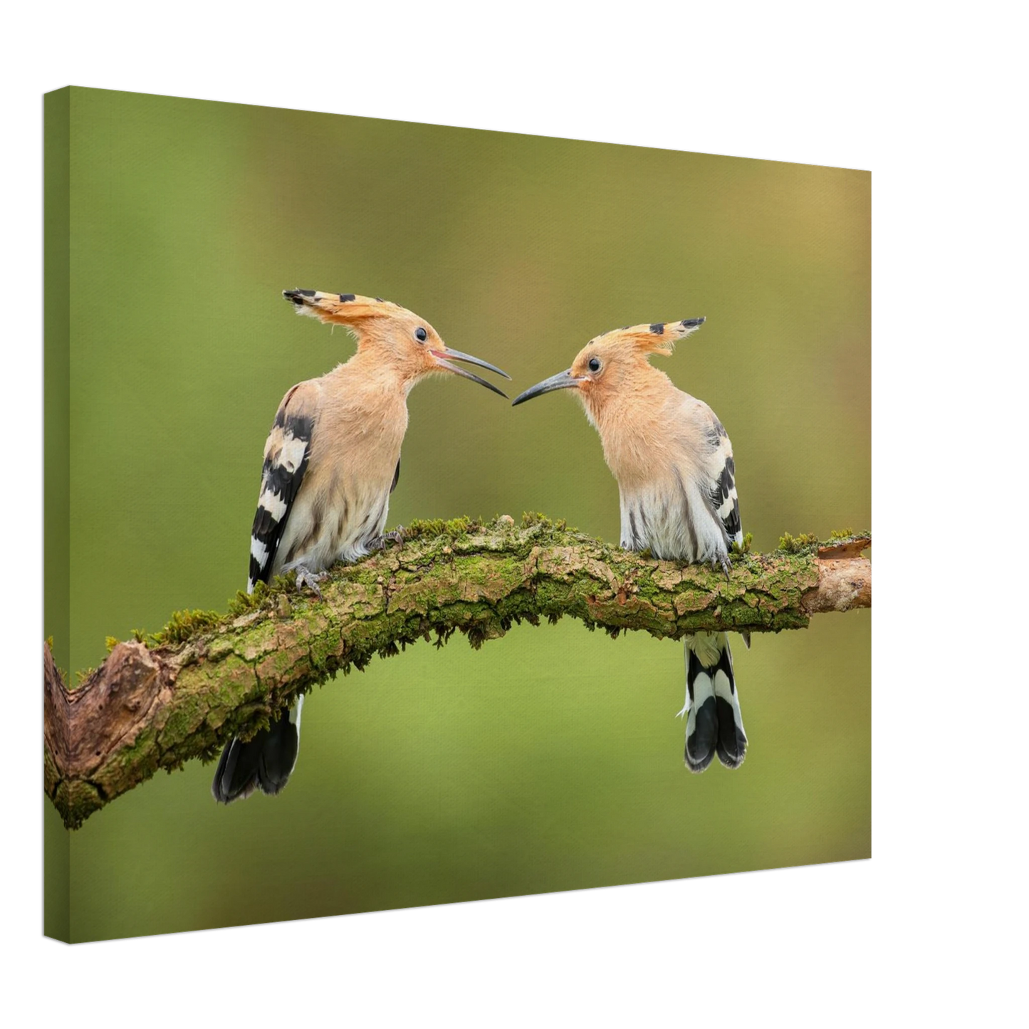 Wandbild bezaubernde wiedehopfe ein duo auf moosast in ihrer wunschgroesse