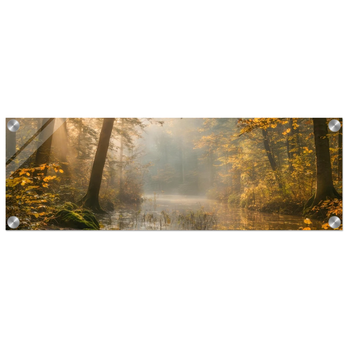 Wandbild Herbstwald morgenlicht wandbild goldenes ambiente in deiner wunschgroesse