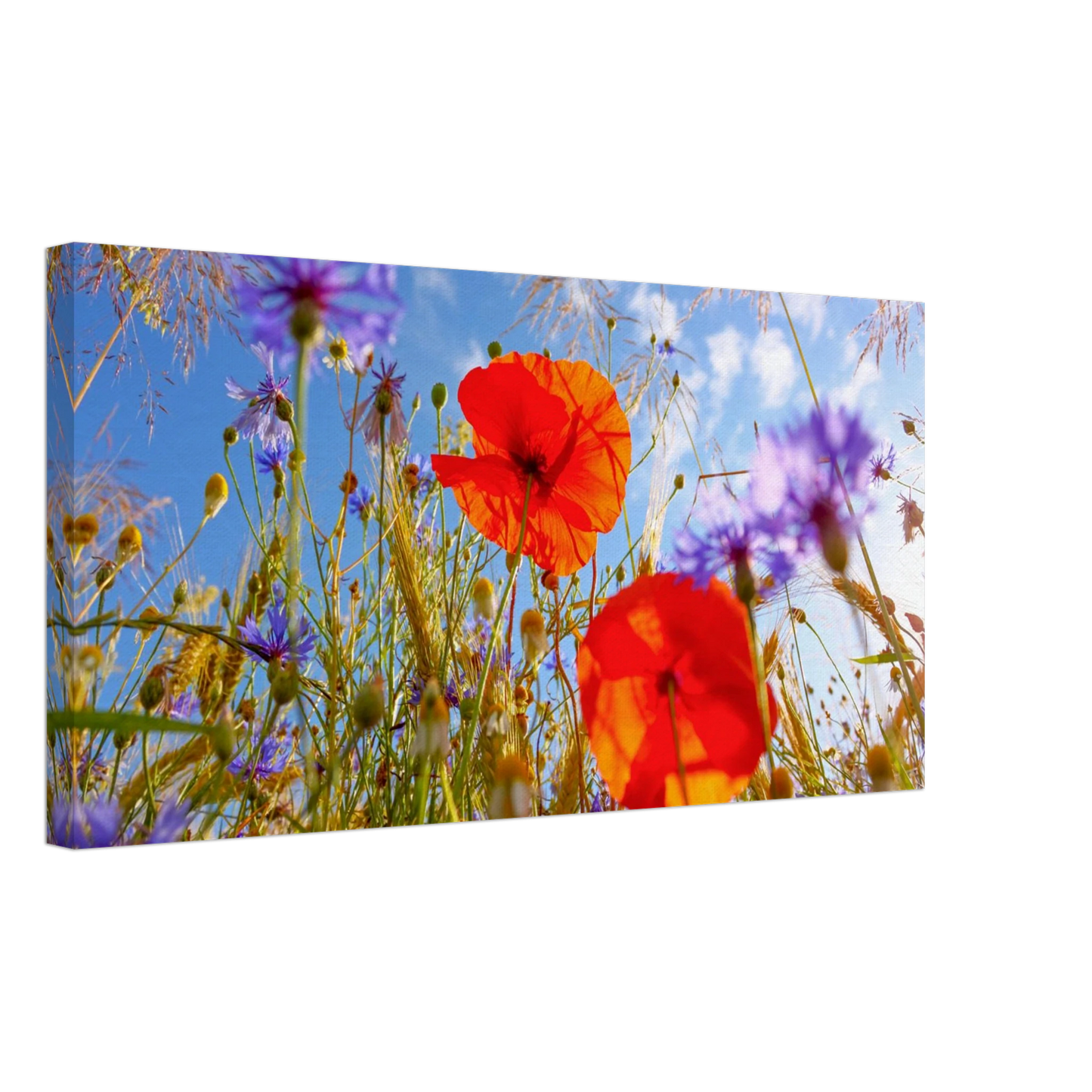 Wandbild lebendige wildblumenwiese mohnblumen kornblumen unter blauem himmel