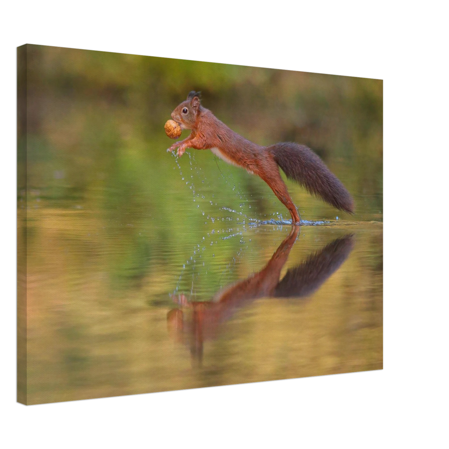 Wandbild eichhoernchen sprung dynamisches tierportrait auf premium leinwand in verschiedenen groessen erhaeltlich