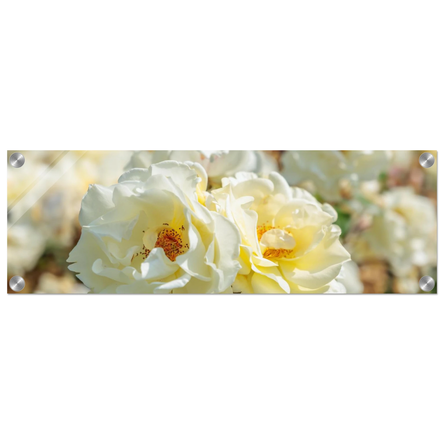Wandbild creme weisse rosen zeitlose blumen eleganz fuer ihre wand in vielen groessen verfuegbar