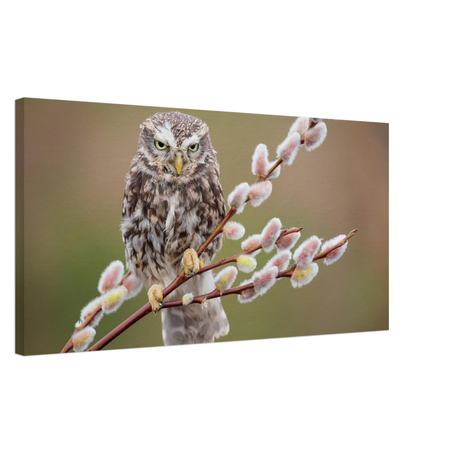 Wandbild der weise waechter ein kaeuzchen auf weidenkaetzchen im fruehlingslicht