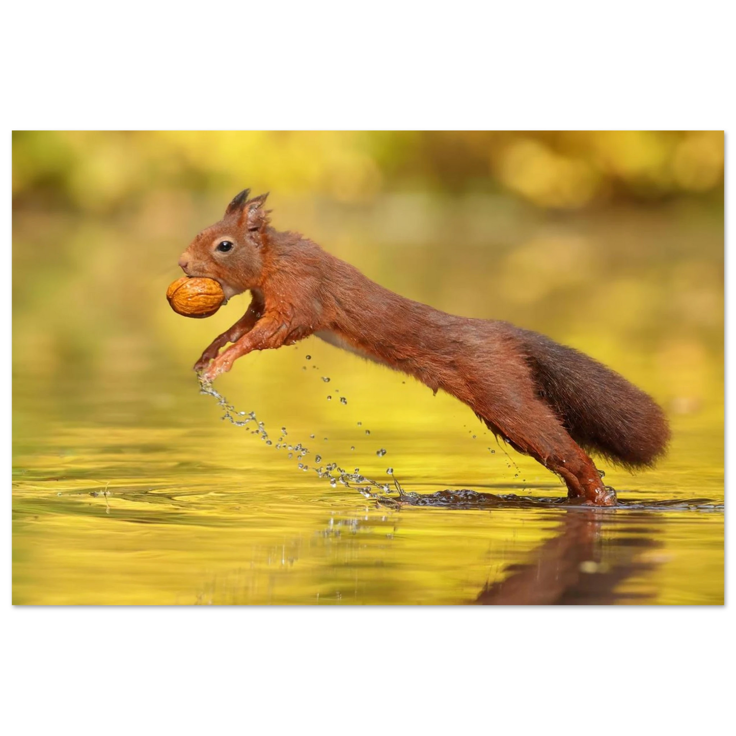 Wandbild eichhoernchen dynamische eichhoernchen kunst in lebhaften herbsttoenen