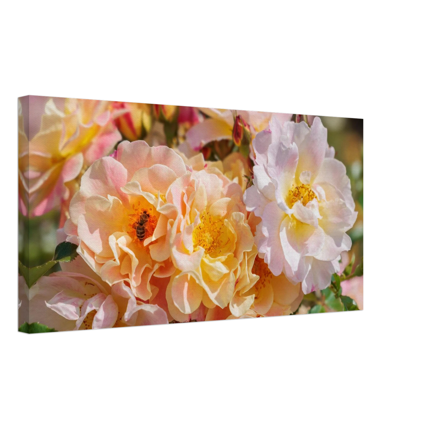 Wandbild bluehende gartenrosen eine honigbienen ode in pastell perfektion in vielen groessen verfuegbar