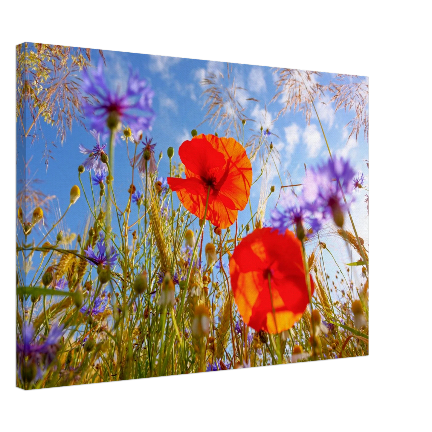 Wandbild lebendige wildblumenwiese mohnblumen kornblumen unter blauem himmel