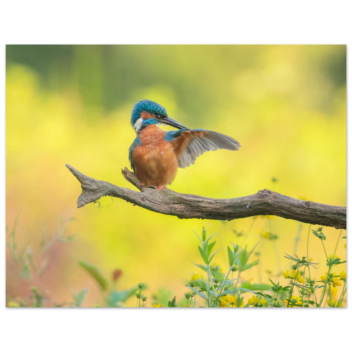 Wandbild eisvogel lebendige naturkunst fuer ihr zuhause