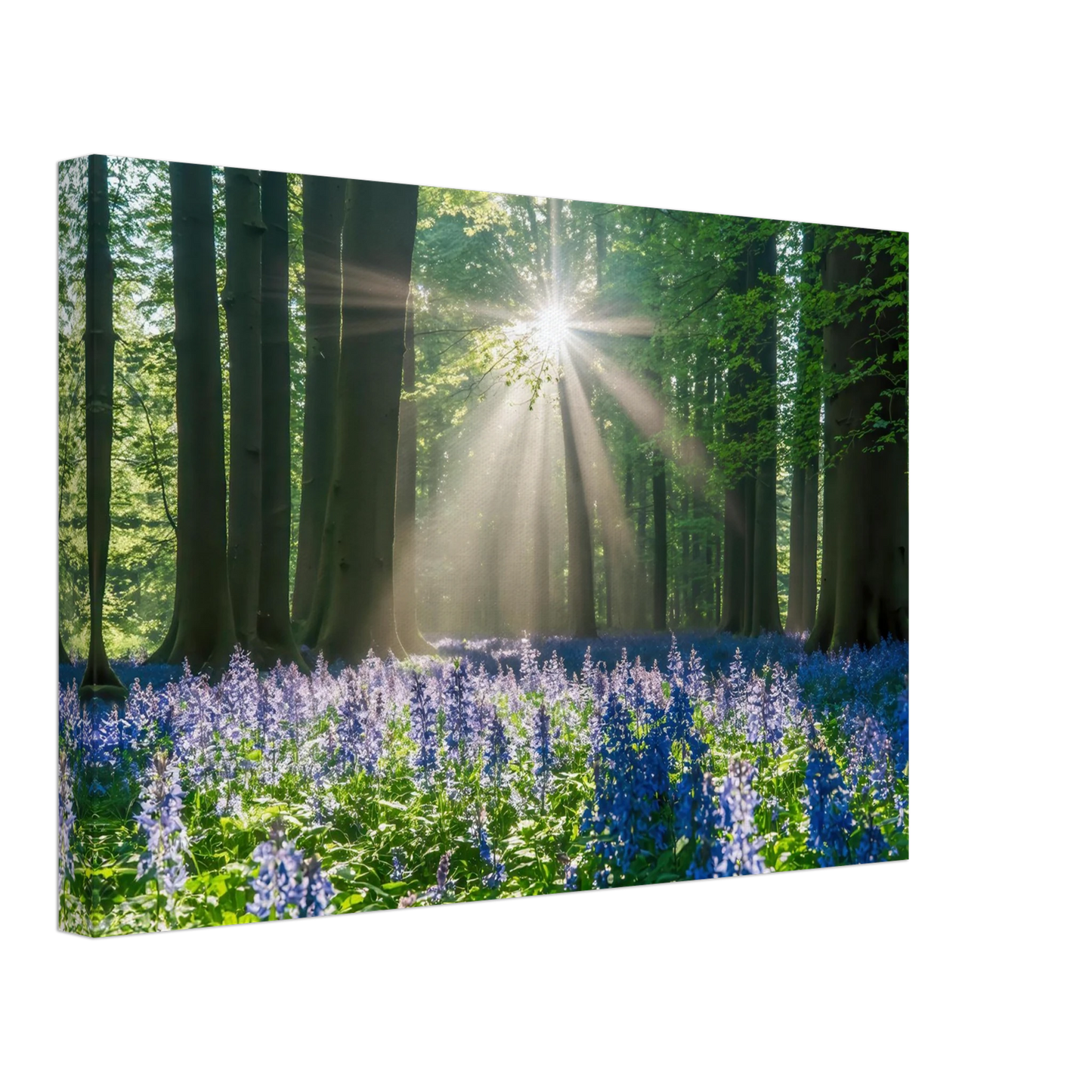 Wandbild bezaubernder wald mit sonnenstrahlen und lila bluetenmeer dein stueck natur