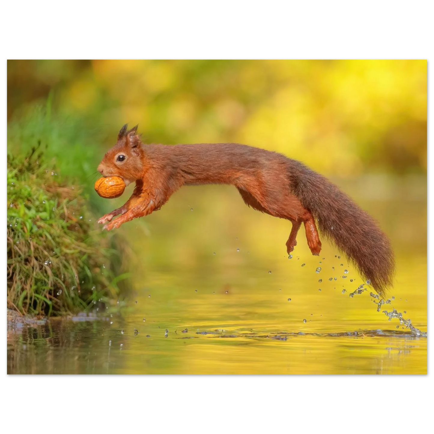 Wandbild eichhoernchen mit nuss dynamische tierkunst in leuchtenden herbstfarben