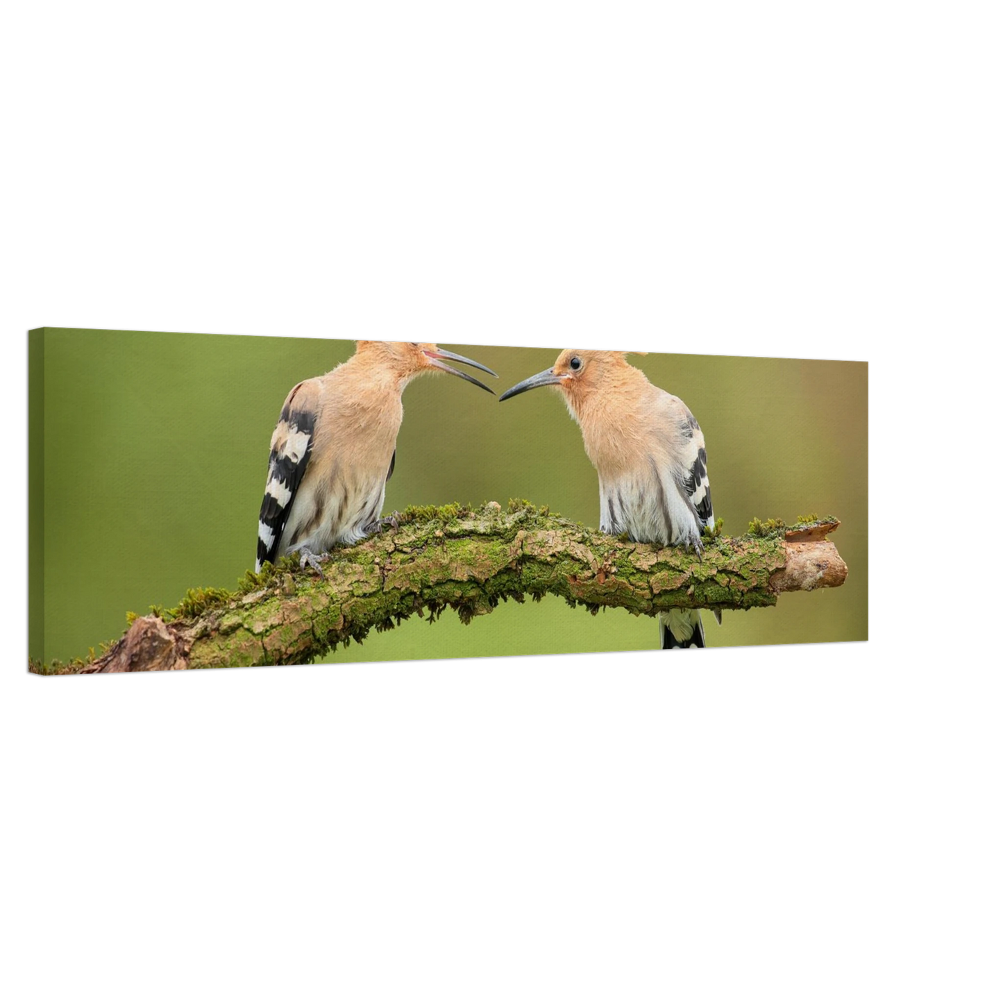 Wandbild bezaubernde wiedehopfe ein duo auf moosast in ihrer wunschgroesse