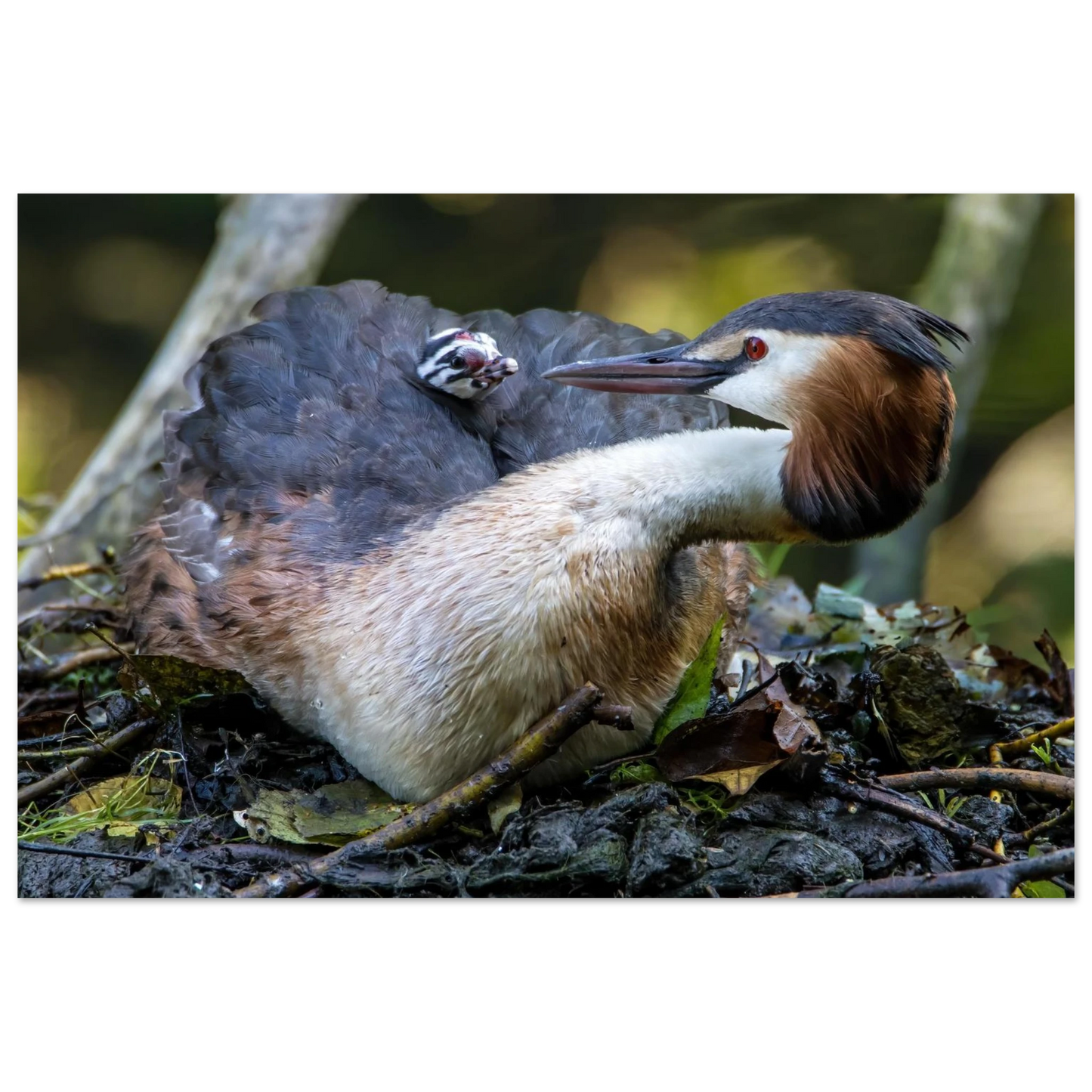 Wandbild zaertliche grosse haubentaucher familie naturgetreuer kunstdruck in ihrer wunschgroesse