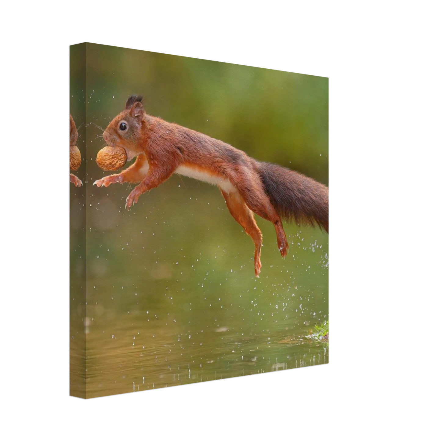 Wandbild eichhoernchen dynamisches wildtier poster fuer ihr zuhause in verschiedenen groessen