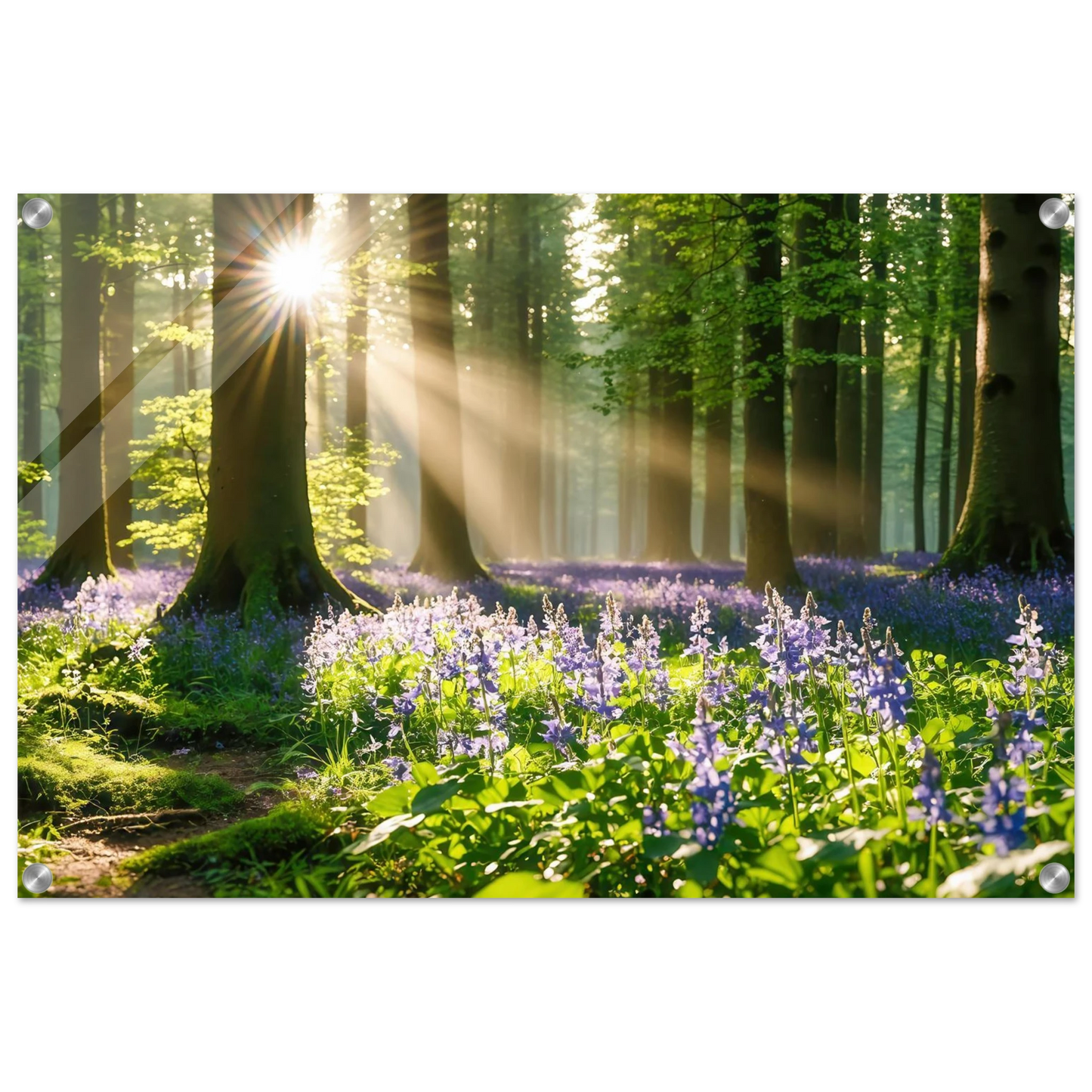 Wandbild mystischer morgenwald mit sonnenstrahlen und lila blueten in vielen groessen