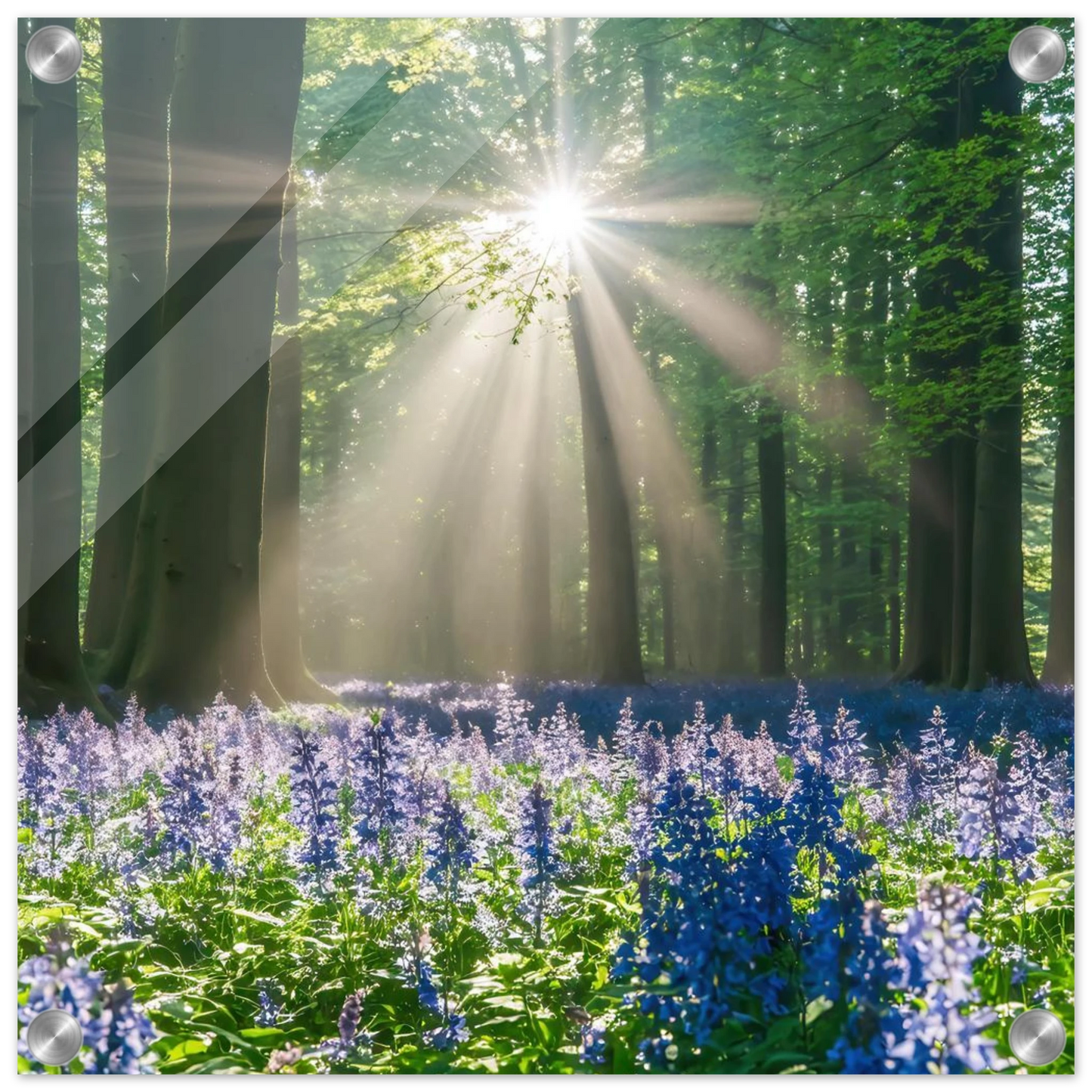 Wandbild bezaubernder wald mit sonnenstrahlen und lila bluetenmeer dein stueck natur
