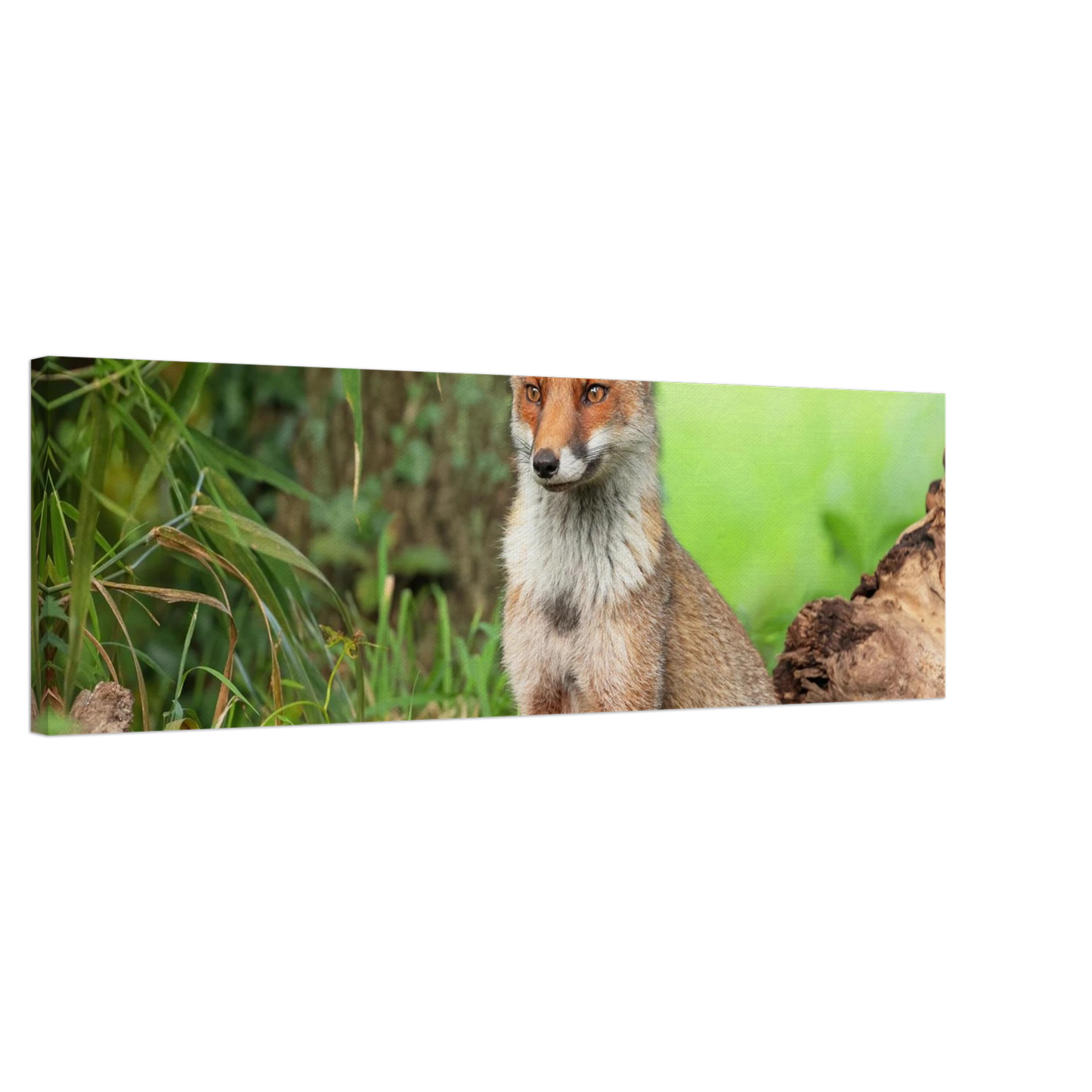 Wandbild majestaetischer rotfuchs ein augenblick der ruhe in der natur erhaeltlich in zahlreichen groessen