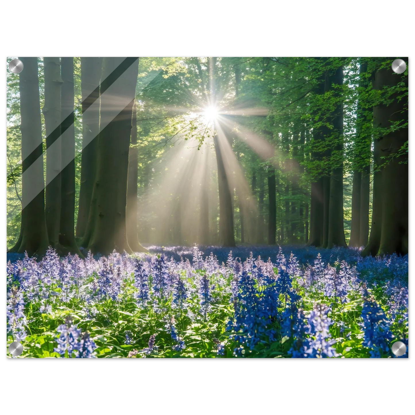 Wandbild bezaubernder wald mit sonnenstrahlen und lila bluetenmeer dein stueck natur