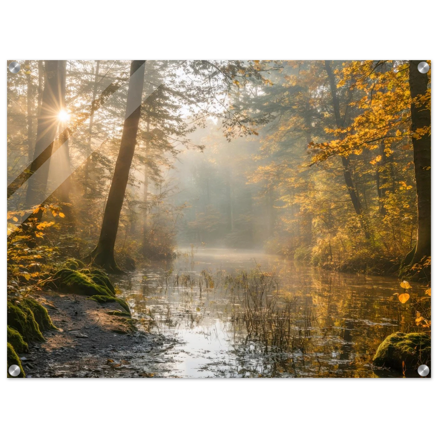 Wandbild Herbstwald morgenlicht wandbild goldenes ambiente in deiner wunschgroesse