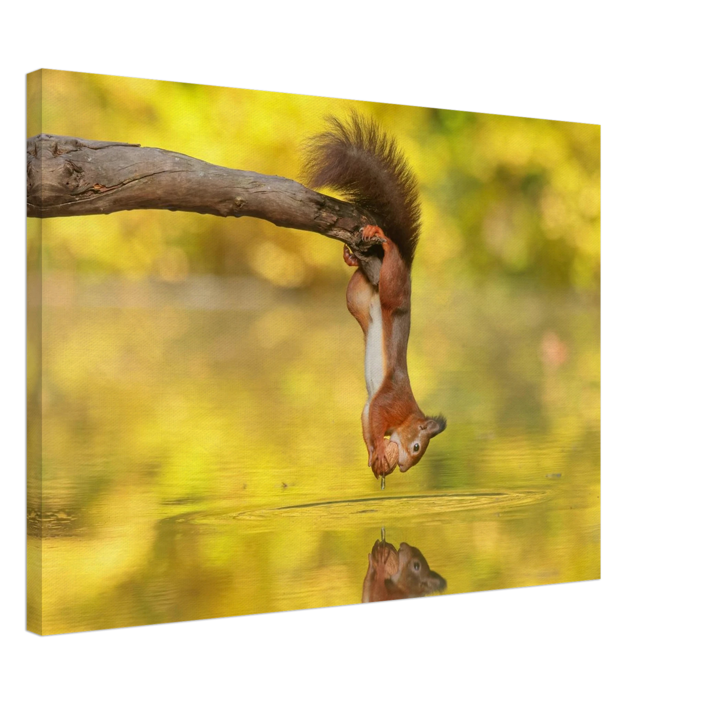 Wandbild akrobatik eichhoernchen lebendiges wildtier kunstwerk fuer ihr zuhause