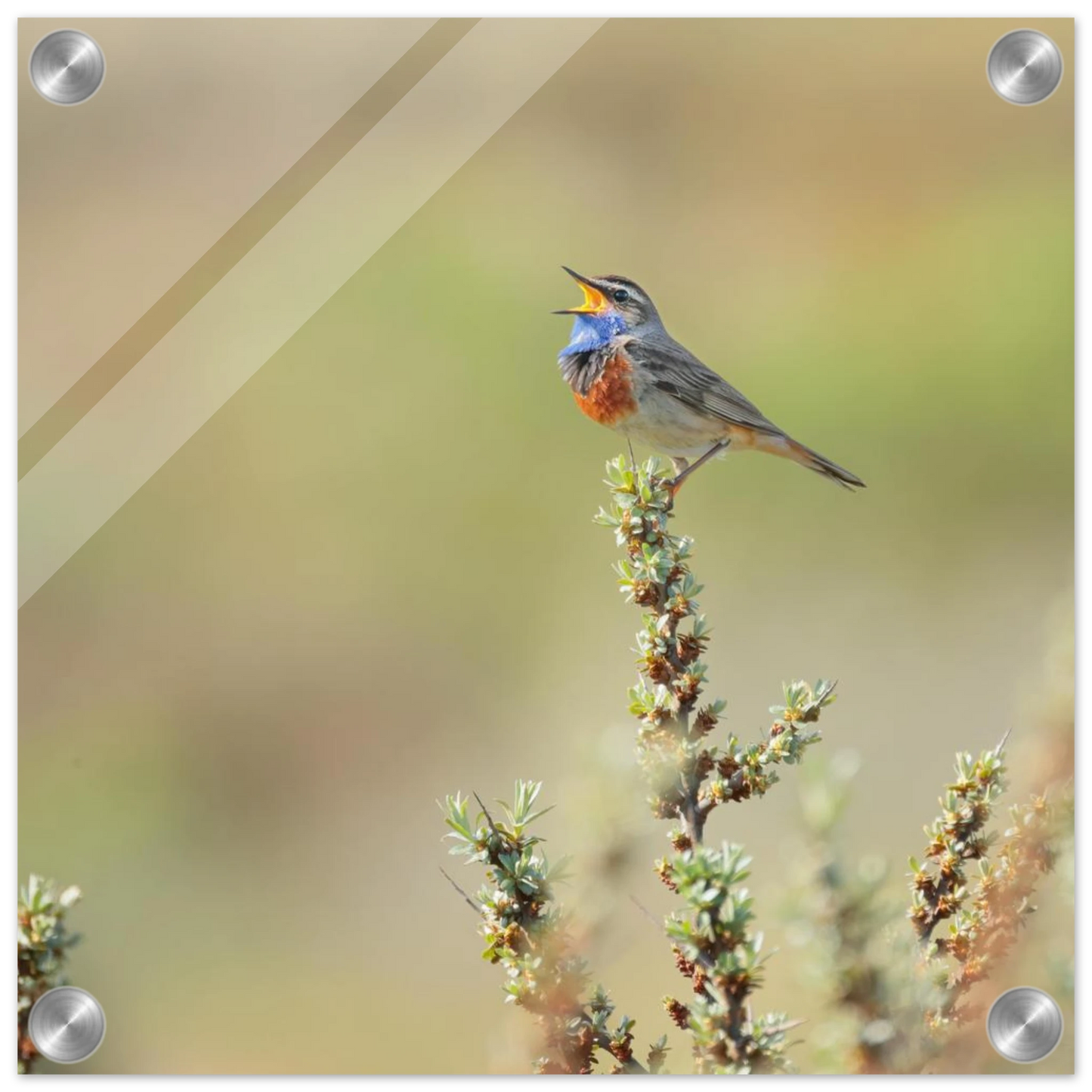 Wandbild der ruf der wildnis ein lebhaftes vogelportraet