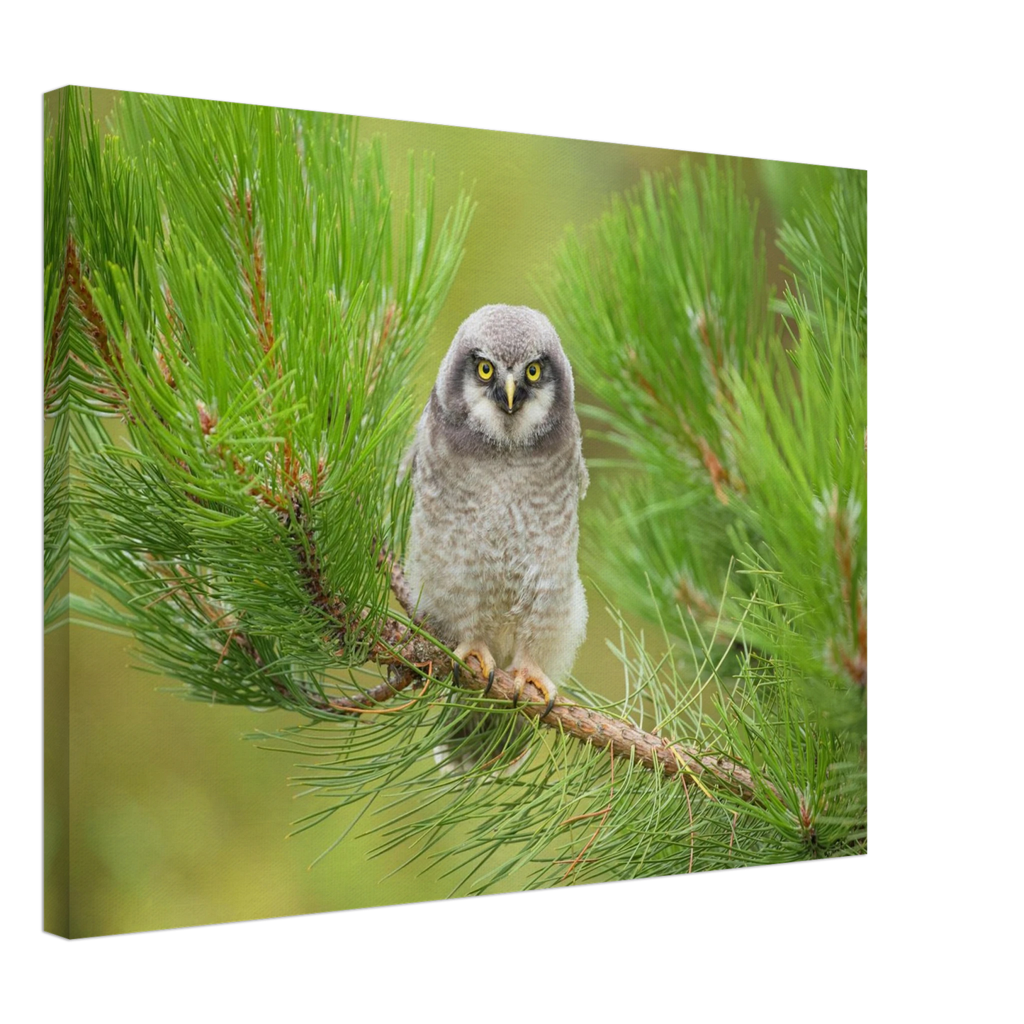 Wandbild bezaubernde eule auf kiefernzweig ruhiges naturmotiv fuer ihr zuhause