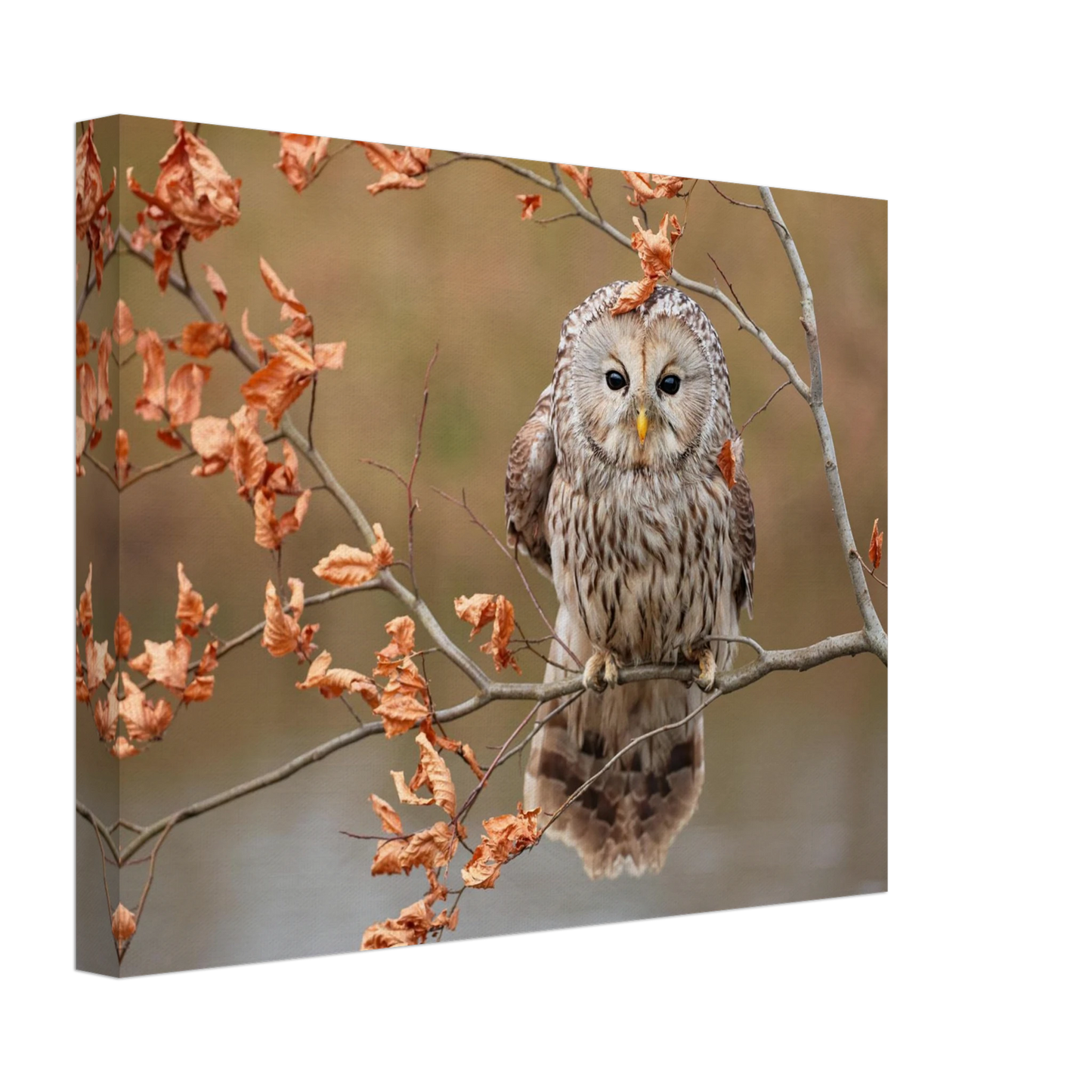 Wandbild majestaetische eule im herbstlaub einblick in die wildnis in verschiedenen groessen
