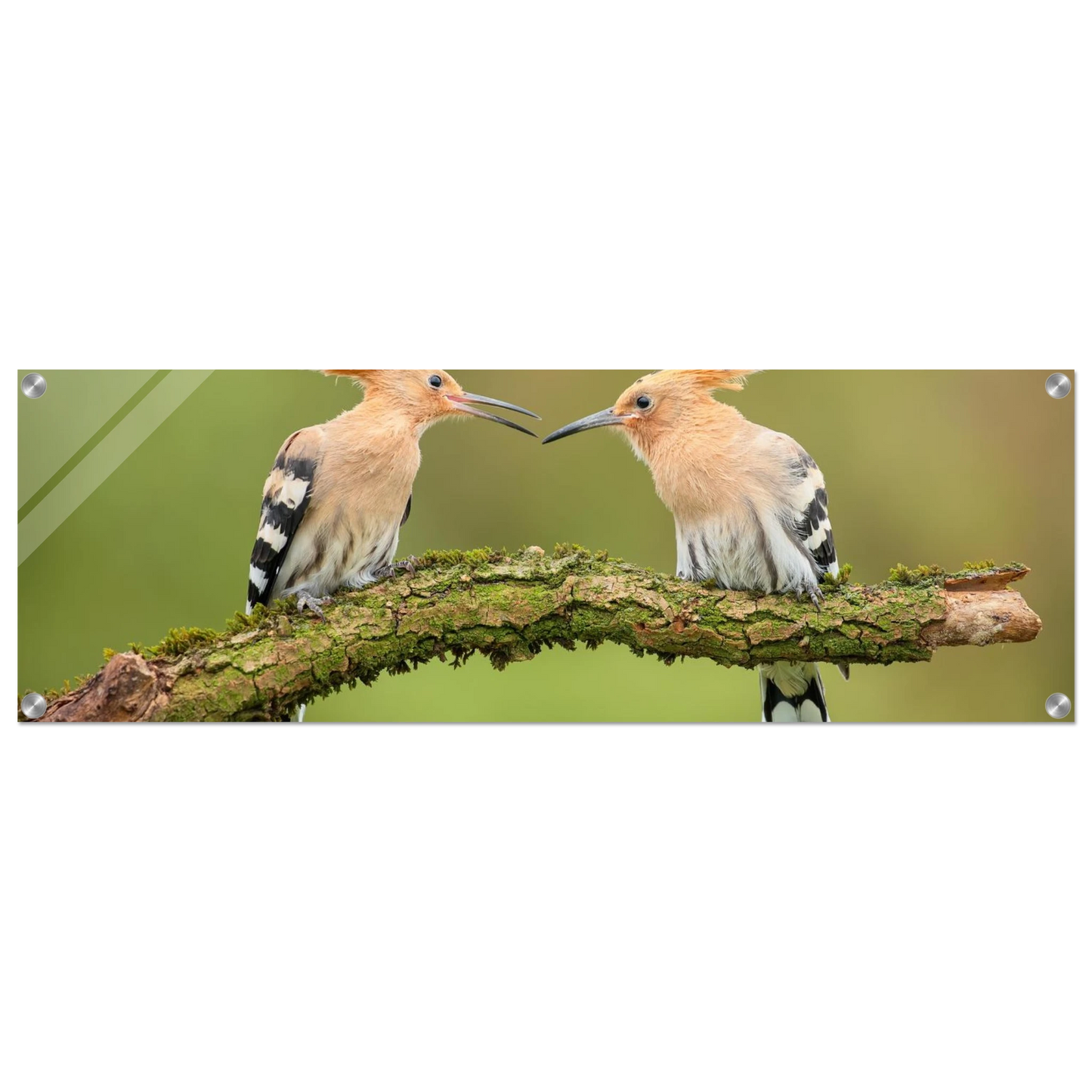 Wandbild bezaubernde wiedehopfe ein duo auf moosast in ihrer wunschgroesse