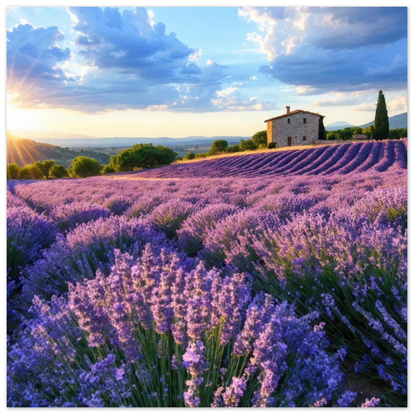 Wandbild sonnenuntergang ueber lavendelfeldern idyllische provence landschaft im wunschformat