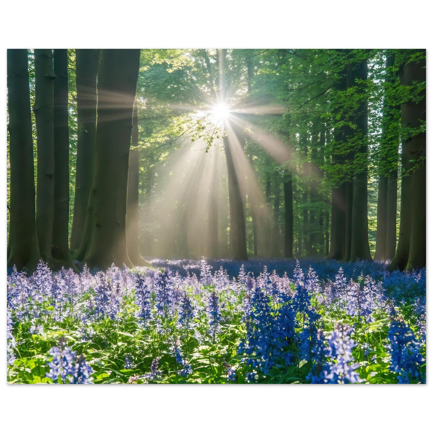 Wandbild bezaubernder wald mit sonnenstrahlen und lila bluetenmeer dein stueck natur