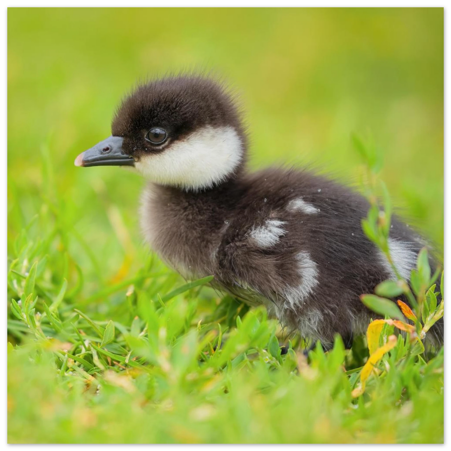 Wandbild bezauberndes entenkueken suesse tiermotive fuer kinderzimmer naturfreunde in vielen groessen