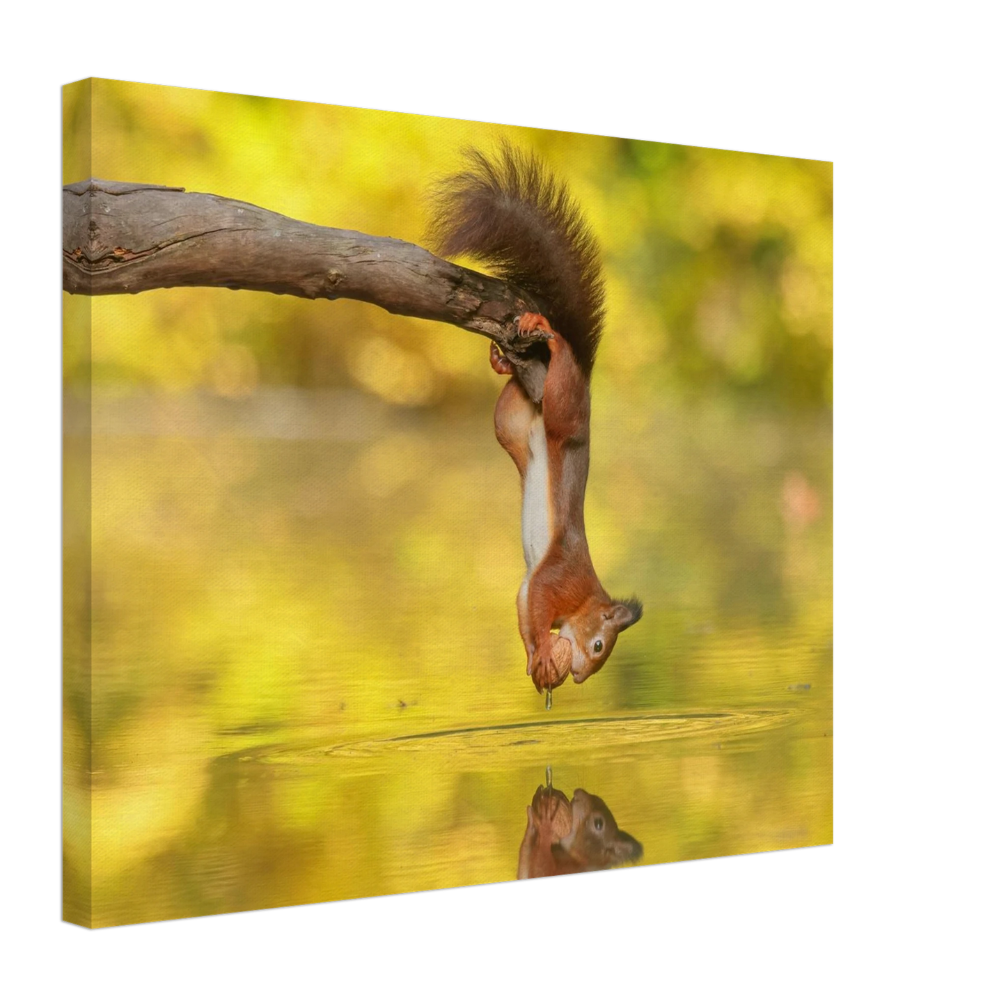 Wandbild akrobatik eichhoernchen lebendiges wildtier kunstwerk fuer ihr zuhause