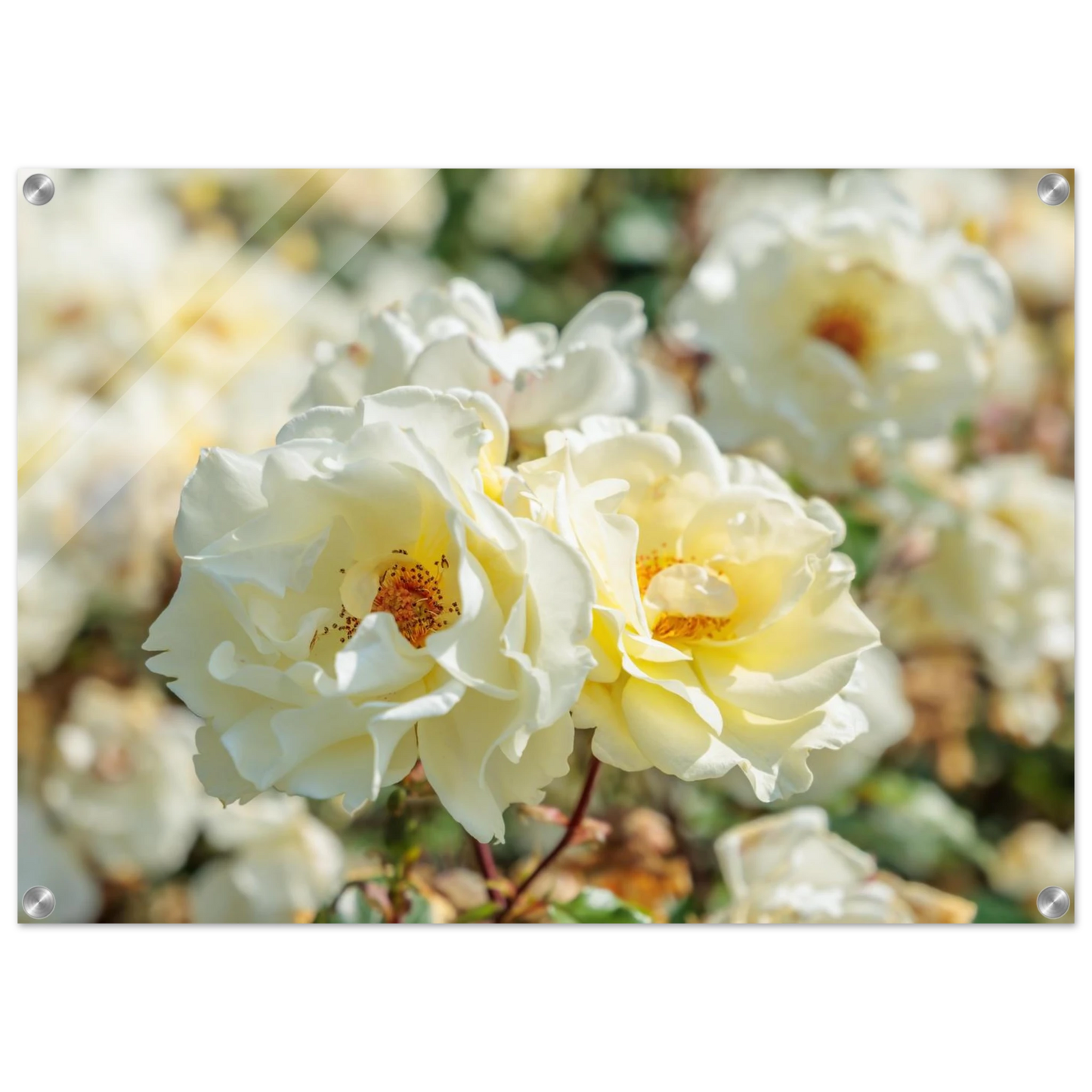 Wandbild creme weisse rosen zeitlose blumen eleganz fuer ihre wand in vielen groessen verfuegbar