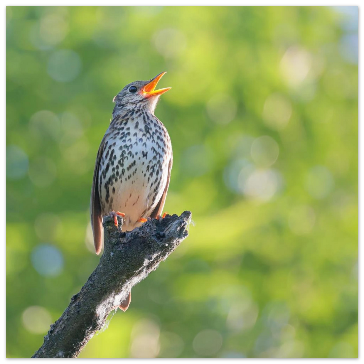Wandbild bezaubernder singvogel in gruen ein naturportraet fuer ihr zuhause in vielen groessen