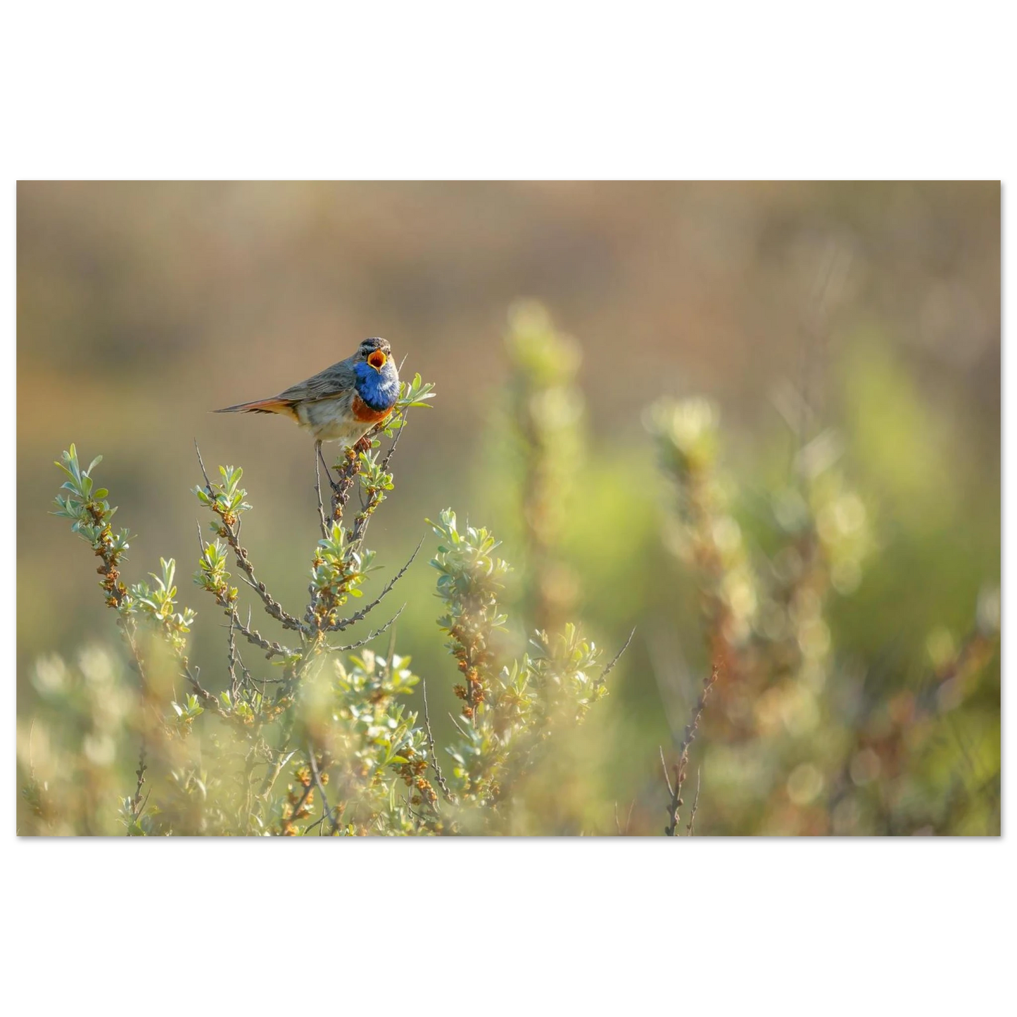 Wandbild blaukehlchen ein meisterwerk der natur auf leinwand in verschiedenen groessen erhaeltlich