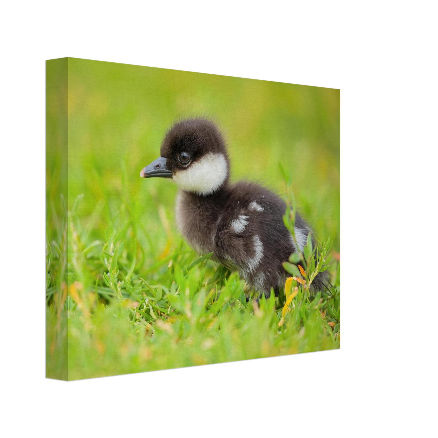 Wandbild bezauberndes entenkueken suesse tiermotive fuer kinderzimmer naturfreunde in vielen groessen