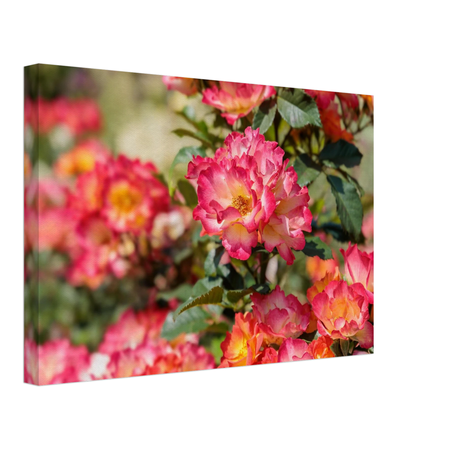 Wandbild himmlische rosenpracht lebendige farbexplosion in ihrem zuhause verfuegbar in vielen groessen