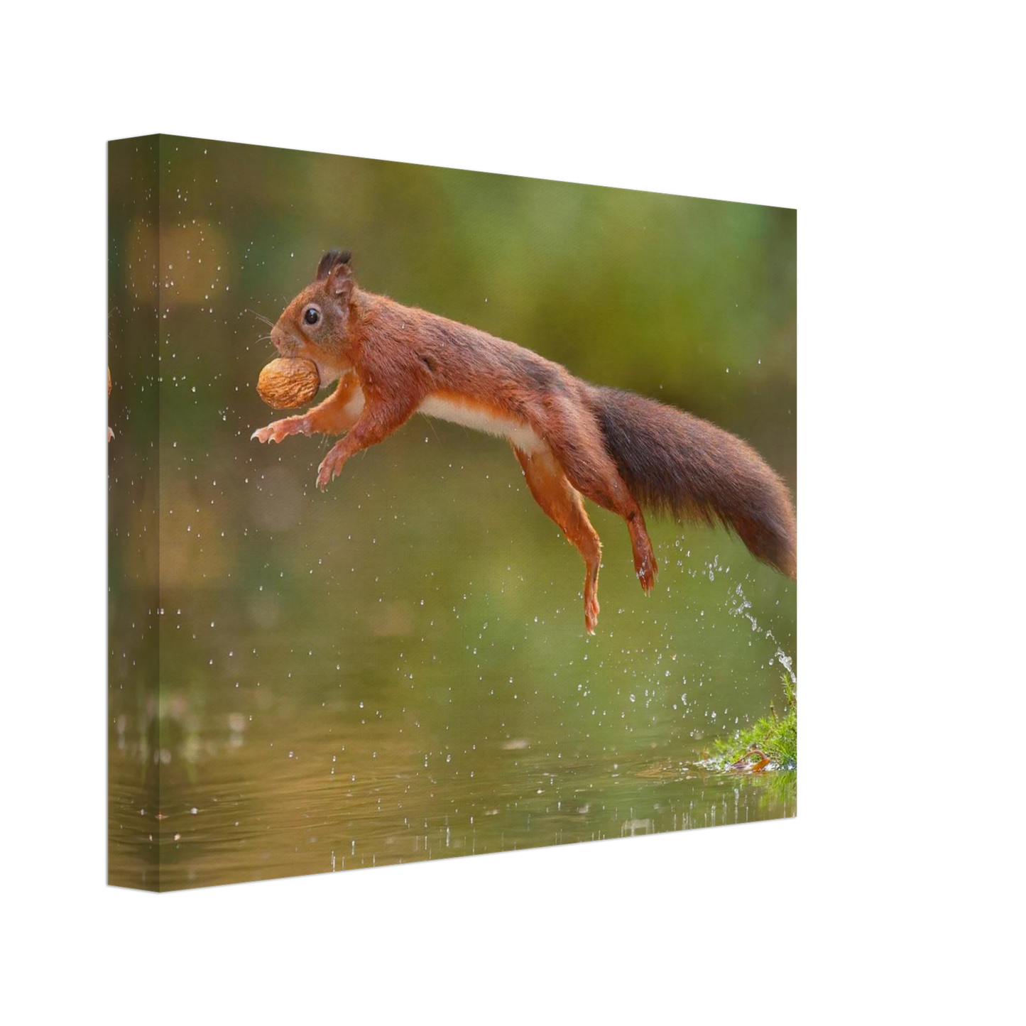 Wandbild eichhoernchen dynamisches wildtier poster fuer ihr zuhause in verschiedenen groessen