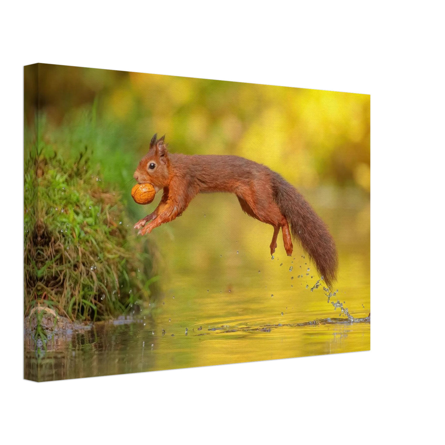 Wandbild eichhoernchen mit nuss dynamische tierkunst in leuchtenden herbstfarben