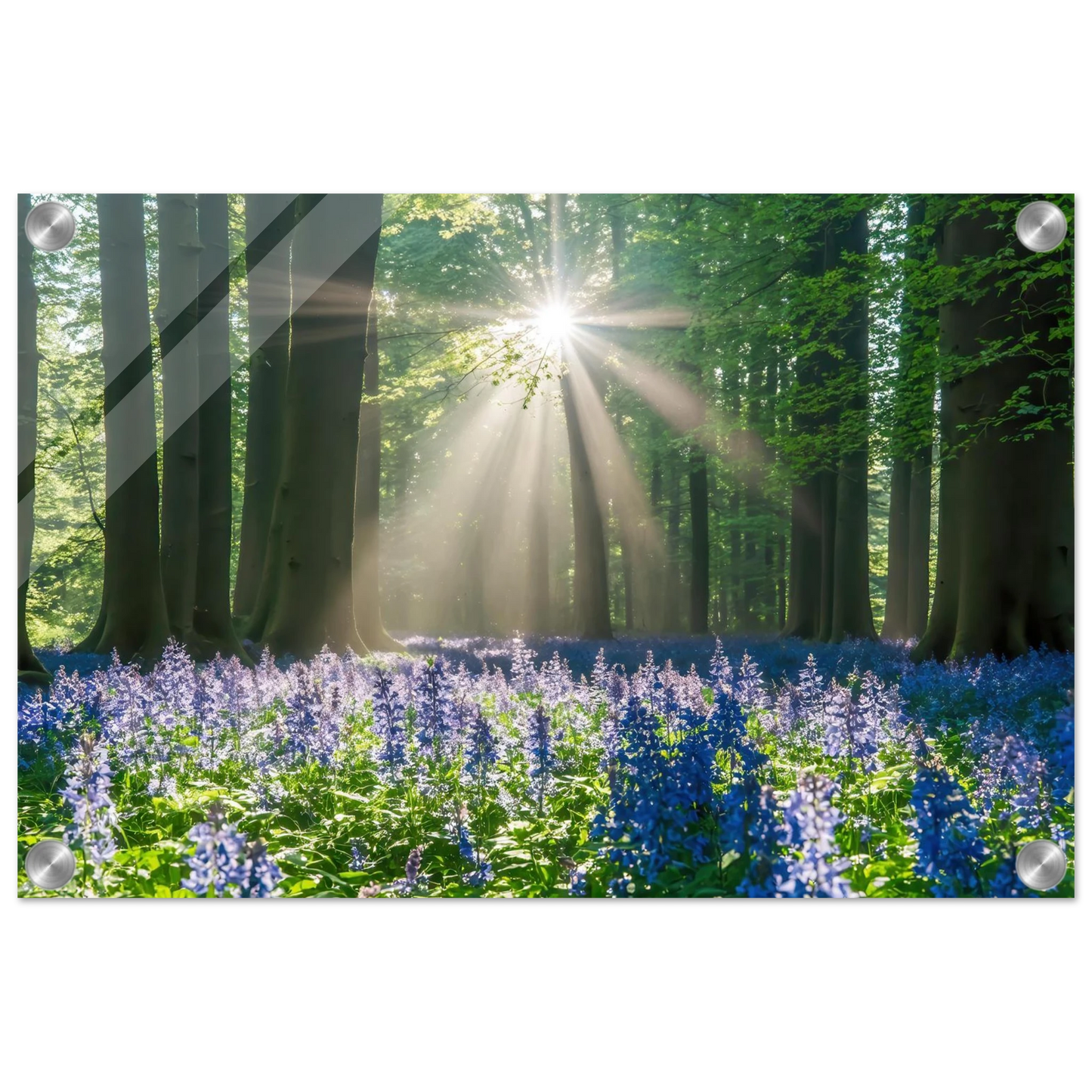 Wandbild bezaubernder wald mit sonnenstrahlen und lila bluetenmeer dein stueck natur