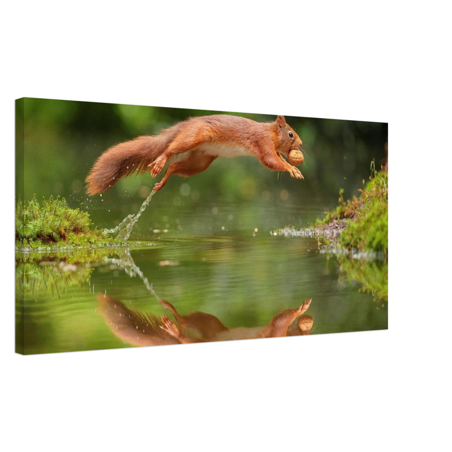 Wandbild Wandkunst eichhoernchens freudensprung dynamische naturkunst fuer ihr zuhause erhaeltlich in mehreren groessen