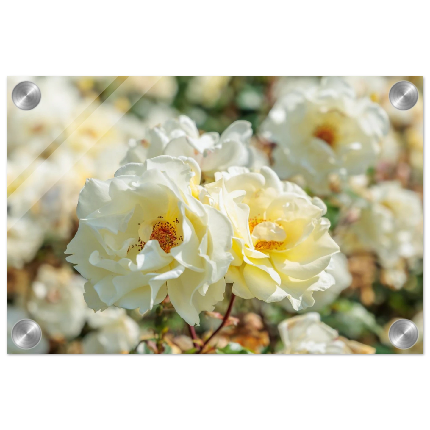Wandbild creme weisse rosen zeitlose blumen eleganz fuer ihre wand in vielen groessen verfuegbar