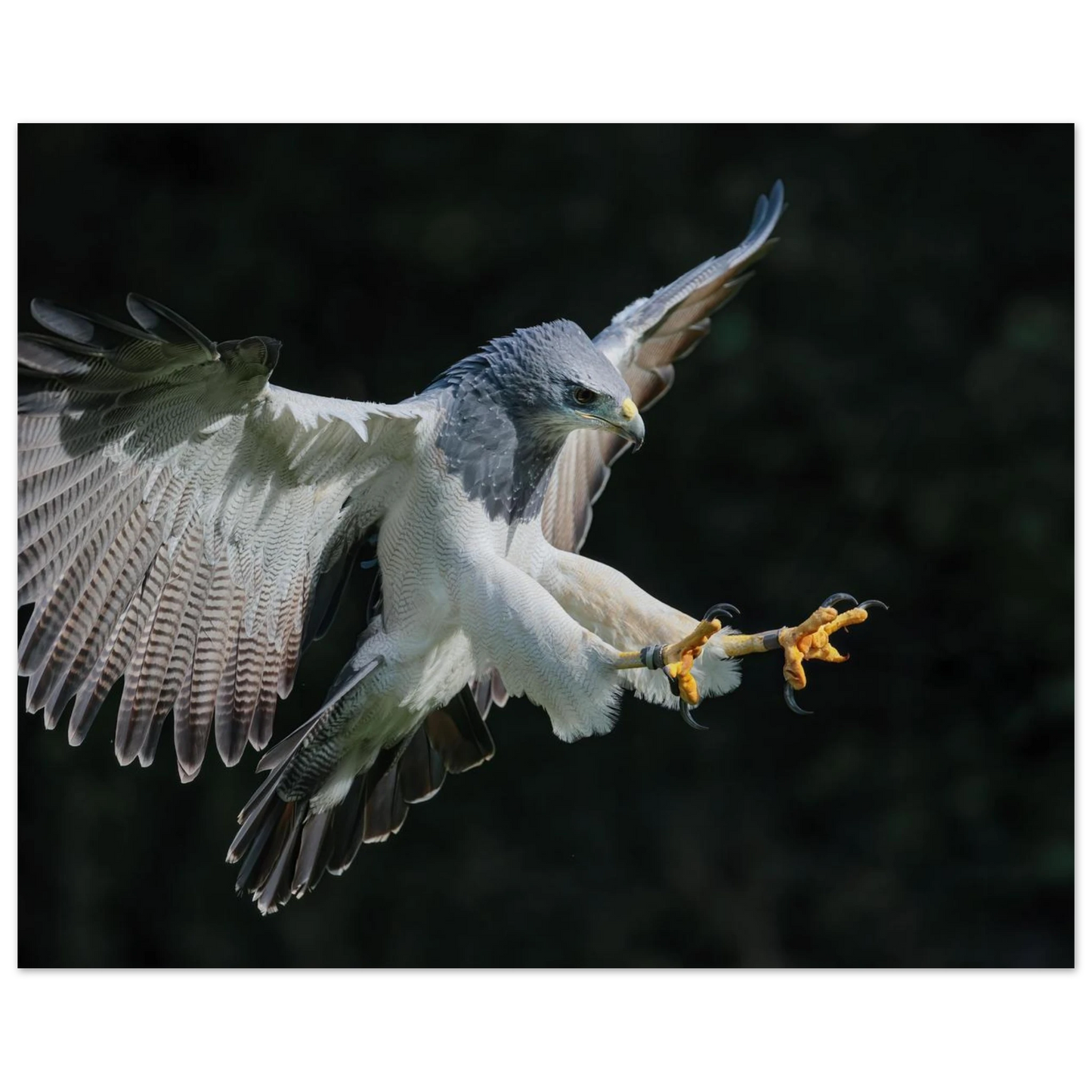 Wandbild majestaetischer schwarzbrustbussard im flug atemberaubende tierfotografie fuer ihr zuhause