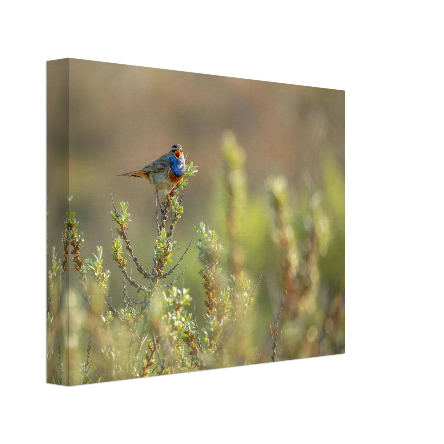Wandbild blaukehlchen ein meisterwerk der natur auf leinwand in verschiedenen groessen erhaeltlich