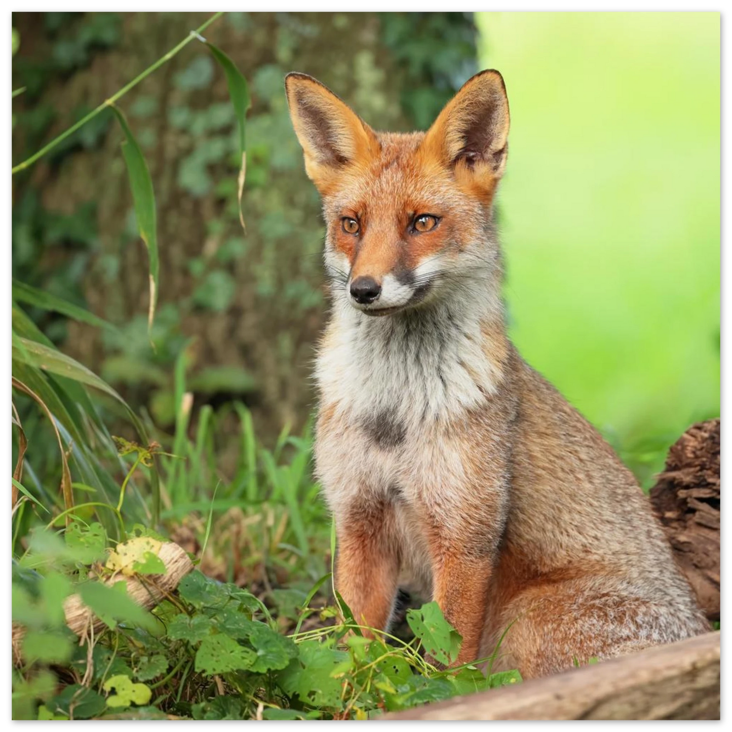 Wandbild majestaetischer rotfuchs ein augenblick der ruhe in der natur erhaeltlich in zahlreichen groessen